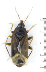 Cimicoidea