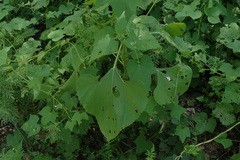 Tithonia thurberi
