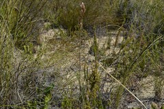 Thamnochortus fruticosus
