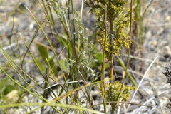 Thamnochortus fruticosus