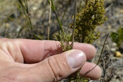Thamnochortus fruticosus