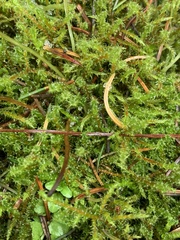 Rhytidiadelphus squarrosus