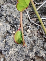 Ipomoea pes-caprae brasiliensis