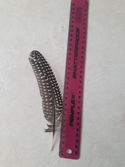 Numida meleagris coronatus