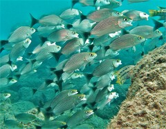 Haemulon maculicauda