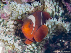 Amphiprion biaculeatus