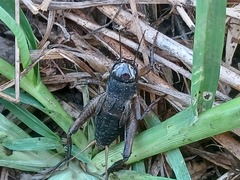 Teleogryllus