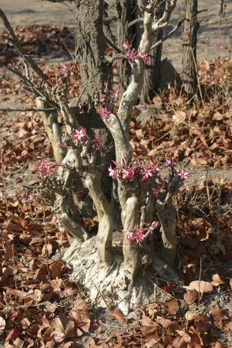 Adenium multiflorum image