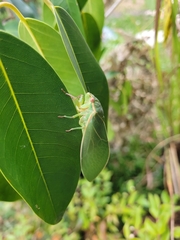 Cystosoma saundersii