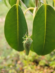 Cystosoma saundersii