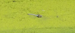 Aeshna palmata