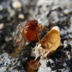 Andricus vacciniifoliae