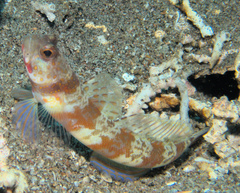 Amblyeleotris periophthalmus