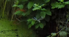 Aeshna palmata