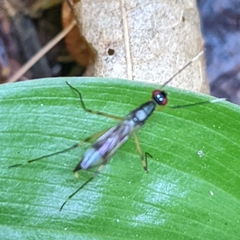 Rainieria
