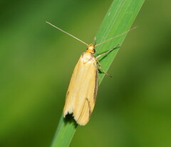 Philobota protecta