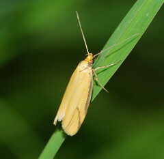 Philobota protecta