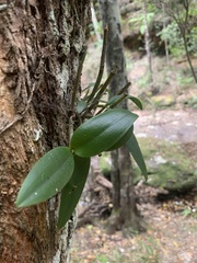 Dendrobium aemulum