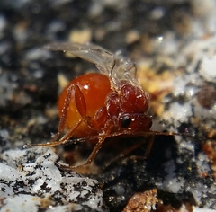 Andricus vacciniifoliae