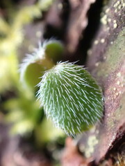 Nemophila parviflora