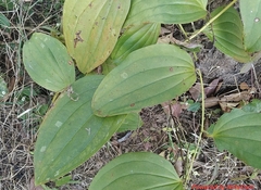 Smilacaceae