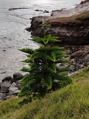 Araucaria heterophylla
