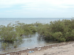 Avicennia marina