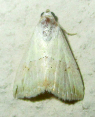Eublemma caffrorum
