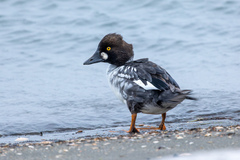 Bucephala clangula americana