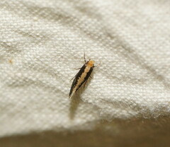 Monopis crocicapitella