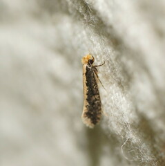 Monopis crocicapitella