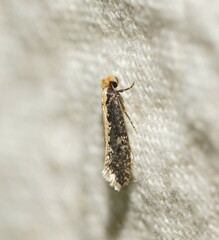 Monopis crocicapitella