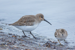 Calidris alpina pacifica