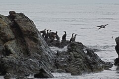Phalacrocorax carbo