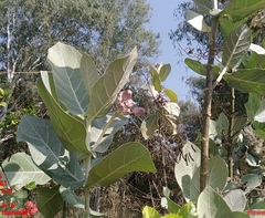 Calotropis