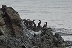 Phalacrocorax carbo