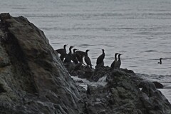 Phalacrocorax carbo