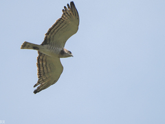 Circaetus beaudouini