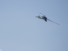 Coracias abyssinicus