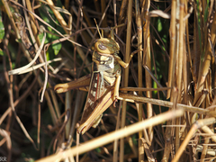 Kraussaria angulifera