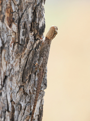 Psammophilus dorsalis