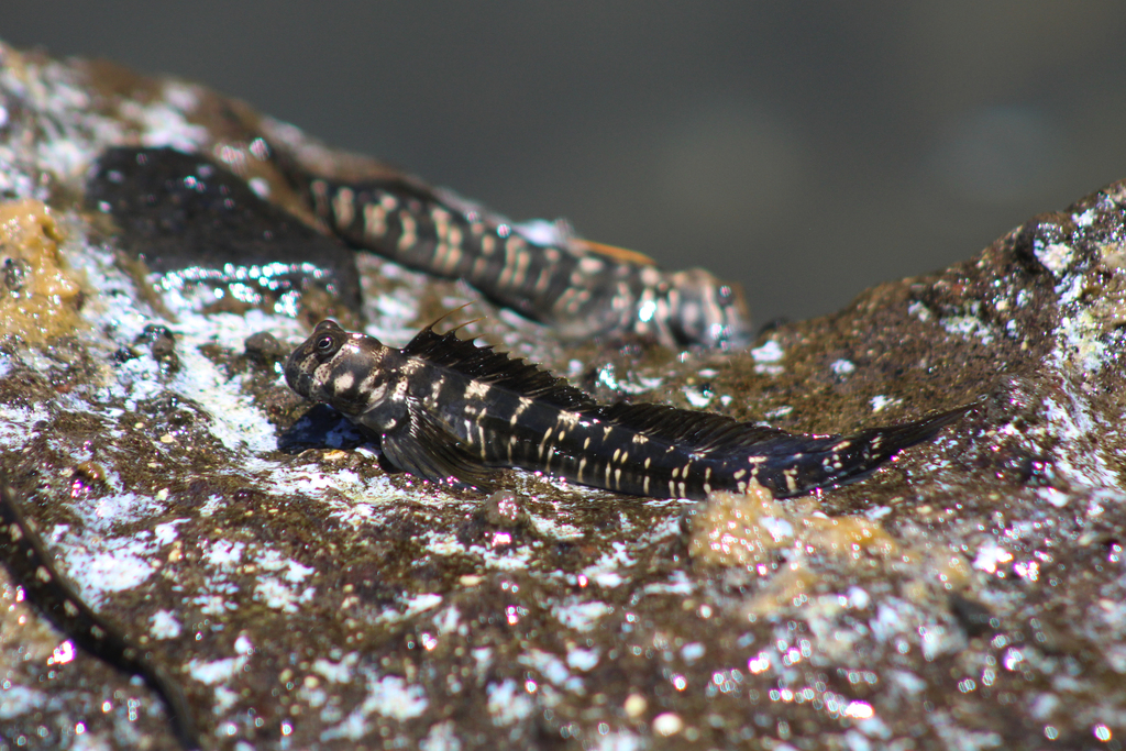 Filament Blenny