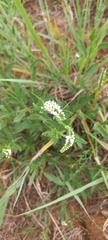 Heliotropium steudneri