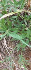 Heliotropium steudneri