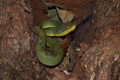 Craspedocephalus gramineus