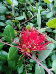 Metrosideros kermadecensis