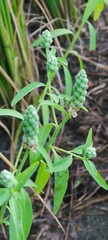 Sphenoclea zeylanica