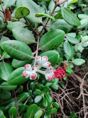 Metrosideros kermadecensis