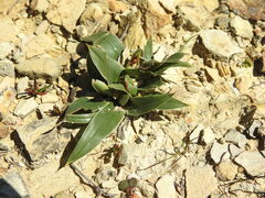 Colchicum eucomoides