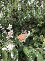 Coenonympha amaryllis